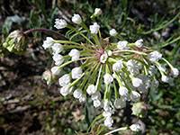 This plant is also called the hesperocallis is a flowering plant that is found within the desert areas of north america, california, arizona, and mexico. Wildflowers Of Arizona