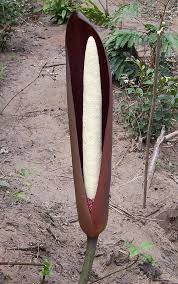 Image result for Anchomanes