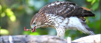 Based on their hunting skills and their innovative feeding routines, hawks have been touted as one of the most intelligent bird species. City Hawks Flock To Feeders To Find Prey The Wildlife Society