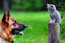 Petco salem petco is a leading retailer of premium pet food and supplies with more than 850 stores in 49 states. The Health Food Store For Pets