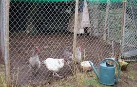 No bird flu symptoms have been found in poultry yet as there is no poultry farm in this area, he added. Fear Of Bird Flu Outbreak Grips Bihar