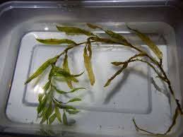 Image result for Potamogeton pusillus