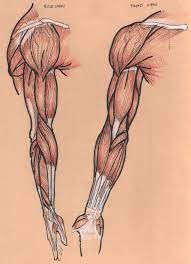 Just try to improve a little. How To Draw Muscles Arm How To Images Collection