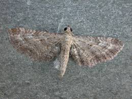 Image result for Eupithecia subumbrata