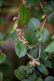 Image result for Basellaceae