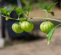 Watch as i finish this review on this strange fruit. How To Grow Tomatillos 200 Fruits Per Plant