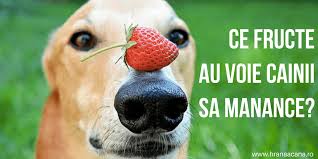 Les fraudes sont avérées nous le savons, la censure gafam aussi, la trahison et la lâcheté aussi, et nous les avons vu s'asseoir dessus. Ce Fructe Au Voie Cainii Sa Manance Hranaacana Ro