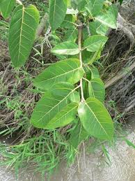 Image result for Ficus stuhlmannii
