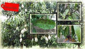 Penyakit antraknose ini disebabkan oleh cendawan atau jamur. Daun Mangga Seperti Terbakar Faunadanflora Com