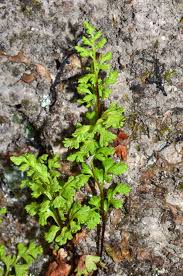 Image result for Anogramma leptophylla