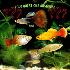 Platy Fish: Types, Reproduction, Feeding, And Care