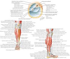 The early and late management. Ankle And Leg Injuries Musculoskeletal Key