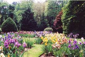 Iris S Love Iris Garden Garden Design Flowers Perennials