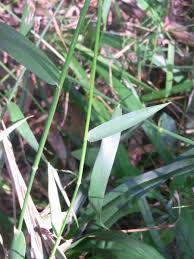 Image result for Entolasia