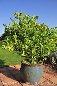 If you are finding the best fertilizer for citrus trees in pots or containers, then you should pick jobe's organics fruit & citrus fertilizer spikes for your potted lemon and other citrus plants. Dreaming Of Citrus Trees The 20 30 Something Garden Guide Potted Trees Citrus Trees Garden Containers