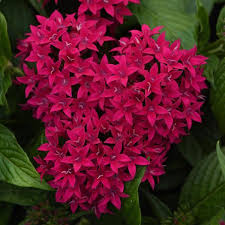 Image result for Pentas