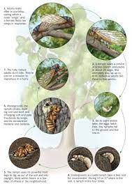 Sir david attenborough outlines the amazing life cycle of the humble cicada. Cicadas Odd Life Cycle Poses Evolutionary Conundrums Science News Life Cycles Cat Coloring Page Cicada