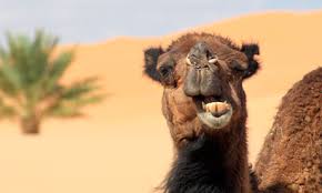 Most of us only recognize camels from their humped backs also. Fextralife View Topic Order Of The Camel
