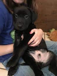 Do not purchase a puppy from a breeder who cannot provide you with written documentation that the. Litter Of 3 Black Shepherd Black Lab Mix Mix Puppies For Sale In Livonia Mi Adn 68024 On Pu Lab Mix Puppies German Shepherd Mix Puppies Shepherd Mix Puppies