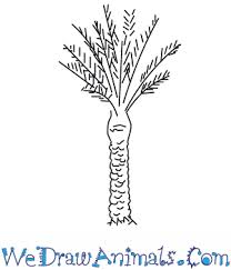Knowing how to draw cartoon palm trees might seem simple at first. How To Draw A Date Palm Tree