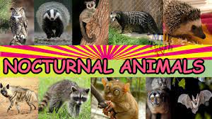 Facts About Nocturnal Animals With Pictures And Correct Pronunciation Youtube