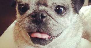 Oscar The Pug In A Box Down Syndrome Dog Animals Animals Beautiful