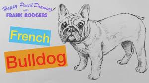 How to draw a bulldog face step by step. How To Draw A Pencil Sketch Of A French Bulldog Happy Drawing With Frank Rodgers Youtube