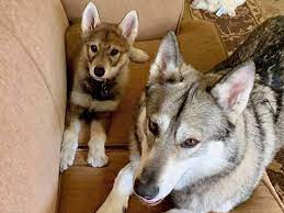 List your puppies for sale for free. Itr Breeders International Tamaskan Register