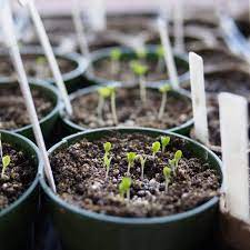 We did not find results for: Inside Or Outside Which To Choose When Starting Plants From Seed Apartment Therapy