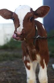 Baby Red Cute Cows Cute Animals Animals