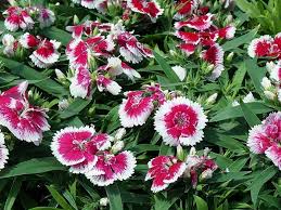 Maybe you would like to learn more about one of these? Flowers St Louis Mo Annuals Perennials St Charles