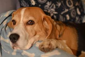 Aafco registered · innovative safety · fresh, clean sourcing The Ultimate Beagle Diet Guide