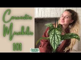 Image result for Cercestis