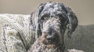 Maybe you would like to learn more about one of these? Shepadoodle Breed Information German Shepherd Poodle Mix