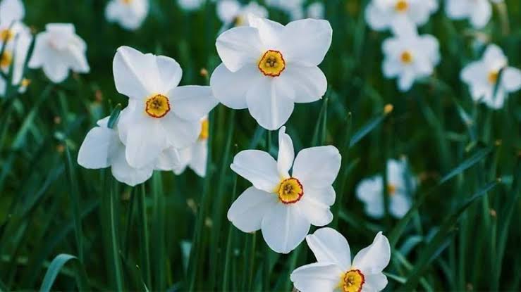 Cultivo y cuidados del narciso en el jardín - Agromática