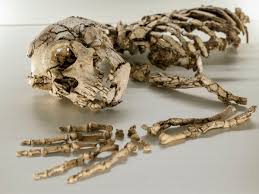 Jenny scordamaglia nu 832015; Category.