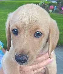 Meet the newest addition to your family at a save a life pet rescue adoption event. Orlando Fl Labradoodle Meet Fudgetta 3f A Pet For Adoption