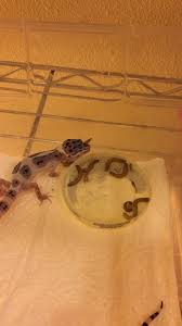 Leopard gecko behavior and temperament. 12g 3 Week Old Tug Snow X Bandit At The Leopard Gecko Co