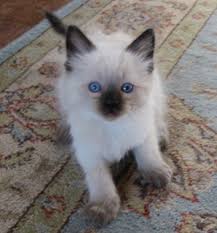 Amazing ragdoll kittens my kittens are current on their shots vaccinated and tica reg. Ragdoll Kittens For Sale Eaton Nh Foss Mountain Farm