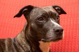 On average an american staffordshire terrier puppy will cost $2000 in the usa. American Staffordshire Terrier 2021 Charakter