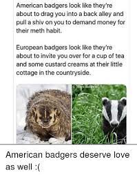 American Badgers Look Like They Re About To Drag You Into A Back Alley And Pull A Shiv On You To Demand Money For Their Meth Habit European Badgers Look Like They Re About