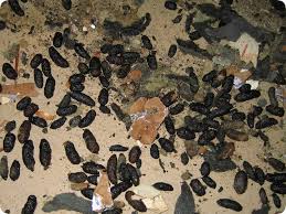 Image result for squirrel poop