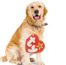20 Adorable Dog Halloween Costumes House Fur