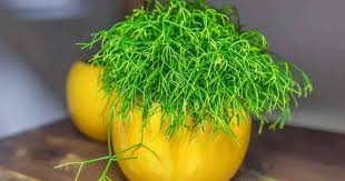 How to grow and care. Mistletoe Cactus Learn How To Grow Rhipsalis Plants