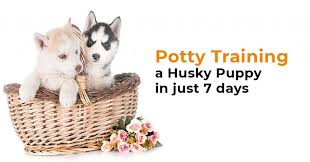 See more of how to potty train a puppy? Potty Training A Husky Puppy In Just 7 Days All You Need To Know
