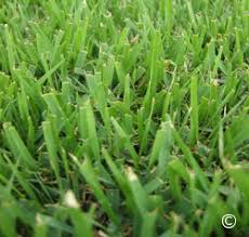 Zoysia grass (zosyia spp.), is native to asia, but it has been in the united states since at least 1895,(1) around the time turf grass lawns first captured the interest of american homeowners. 1511 Zoysia Grass Planttalk Colorado