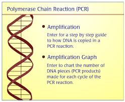 The Polymerase Chain Reaction Pcr Plant Breeding And