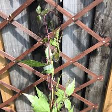 Maybe you would like to learn more about one of these? Clematis Montana Var Rubens Tetrarose Clematis Montana Tetrarose Uploaded By Jmcg