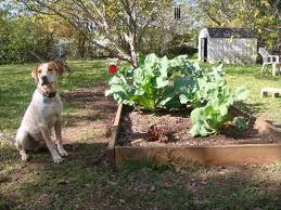 natural dog repellents for the garden