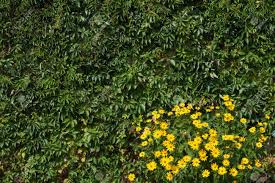 Maybe you would like to learn more about one of these? Virginia Creeper And Yellow Flowers Wall With Leaves And Flowers Stock Photo Picture And Royalty Free Image Image 115726767